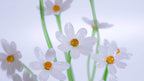 White Liuli Crystal Daisy Bonsai