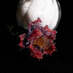 Red LiuLi Crystal Poppy
