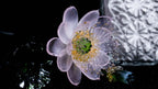 Pink LiuLi Crystal Lotus